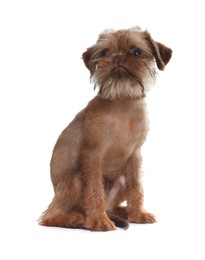 Photo of Cute Brussels Griffon puppy on white background