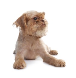 Photo of Cute Brussels Griffon puppy on white background