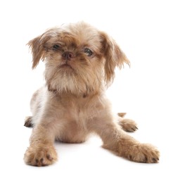 Photo of Cute Brussels Griffon puppy on white background