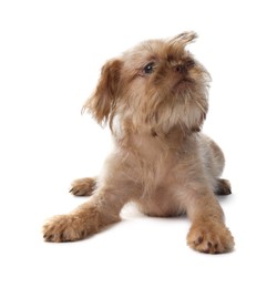 Photo of Cute Brussels Griffon puppy on white background
