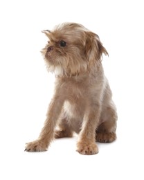 Photo of Cute Brussels Griffon puppy on white background