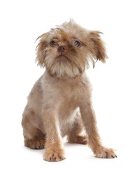 Photo of Cute Brussels Griffon puppy on white background