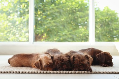 Photo of Cute Griffon puppies on rug near window indoors