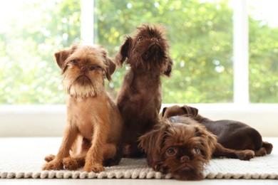 Photo of Cute Griffon puppies on rug near window indoors