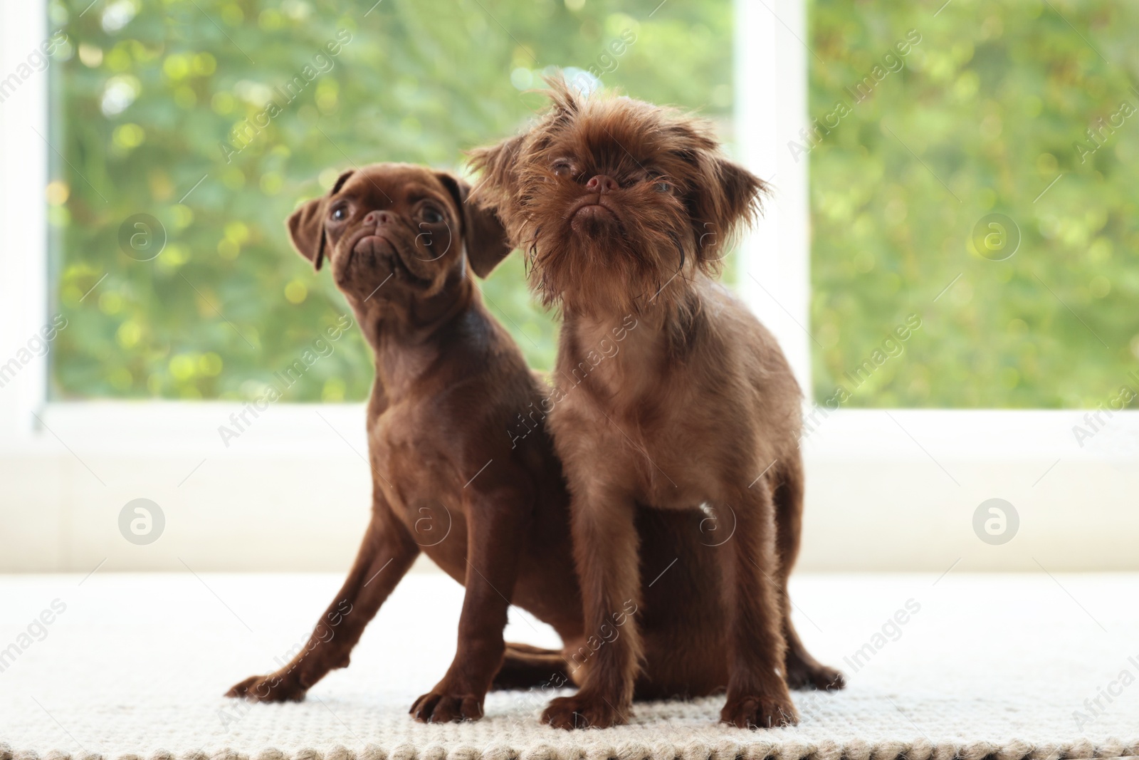 Cute Griffon puppies on rug near window indoors Photo of Cute Griffon puppies on rug near window indoors
