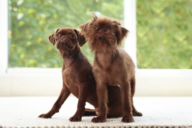 Photo of Cute Griffon puppies on rug near window indoors
