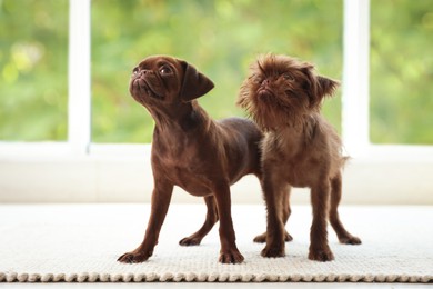 Photo of Cute Griffon puppies on rug near window indoors
