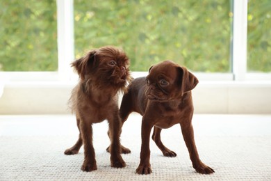 Photo of Cute Griffon puppies on rug near window indoors