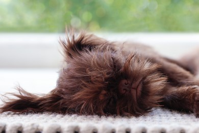 Photo of Cute Griffon puppy sleeping on rug at home