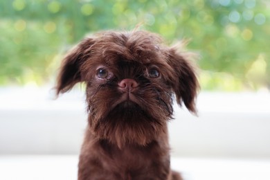 Photo of Cute Griffon puppy near window at home