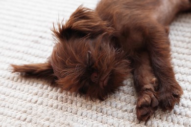 Photo of Cute Griffon puppy sleeping on rug at home