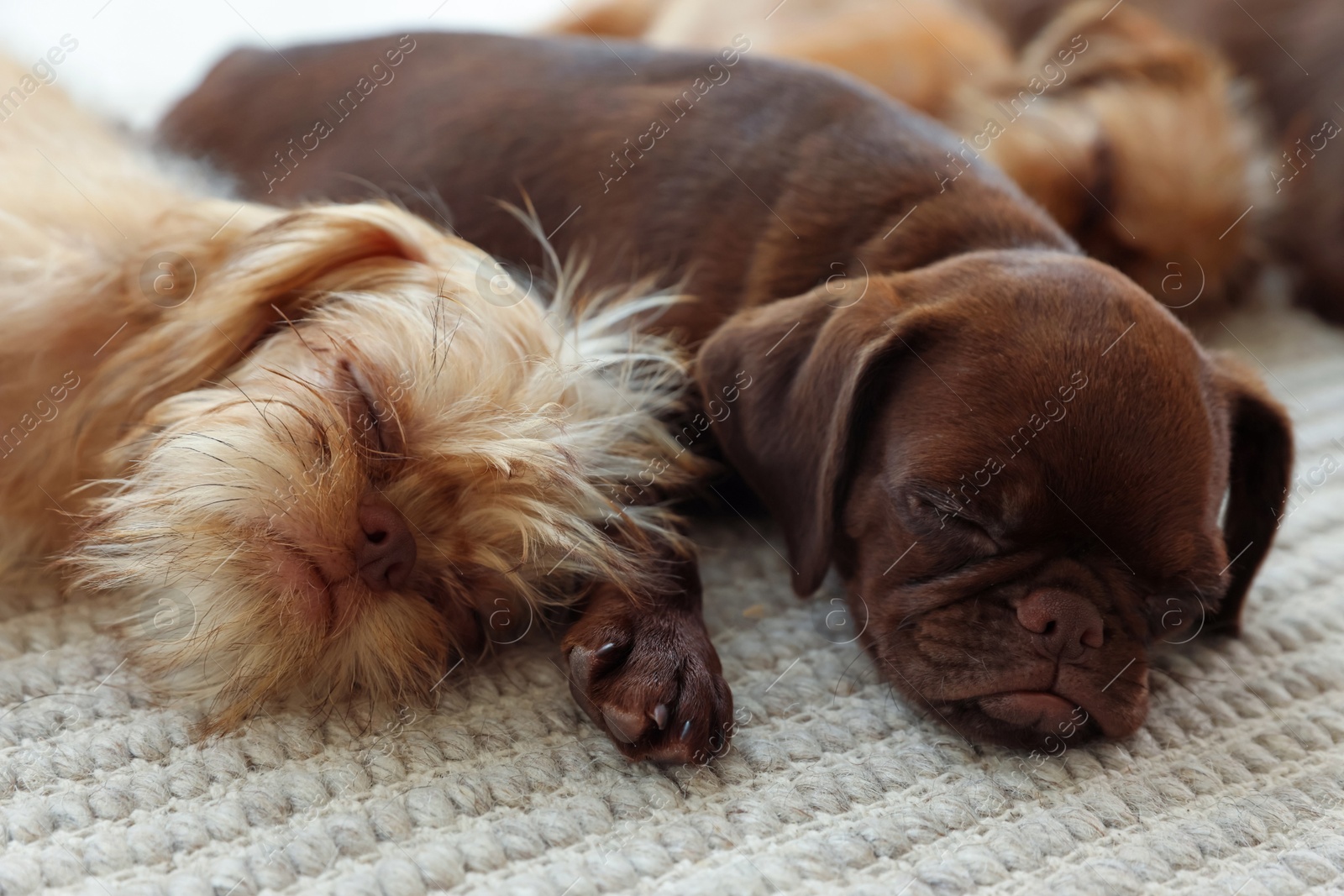 Photo of Cute Griffon puppies on rug at home