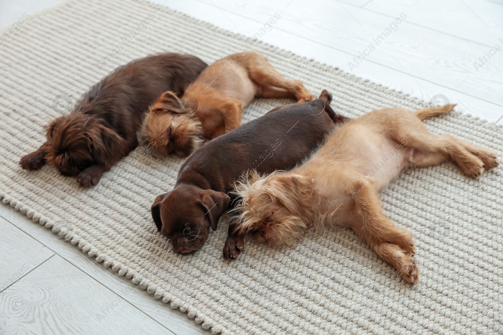 Cute Griffon puppies on rug at home Photo of Cute Griffon puppies on rug at home