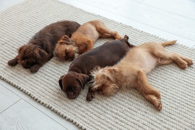 Photo of Cute Griffon puppies on rug at home
