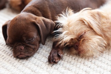 Photo of Cute Griffon puppies on rug at home