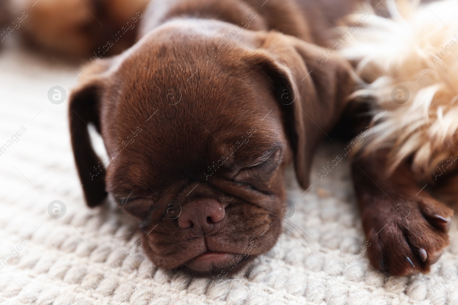 Cute Griffon puppies on rug at home Photo of Cute Griffon puppies on rug at home
