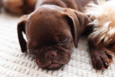 Photo of Cute Griffon puppies on rug at home
