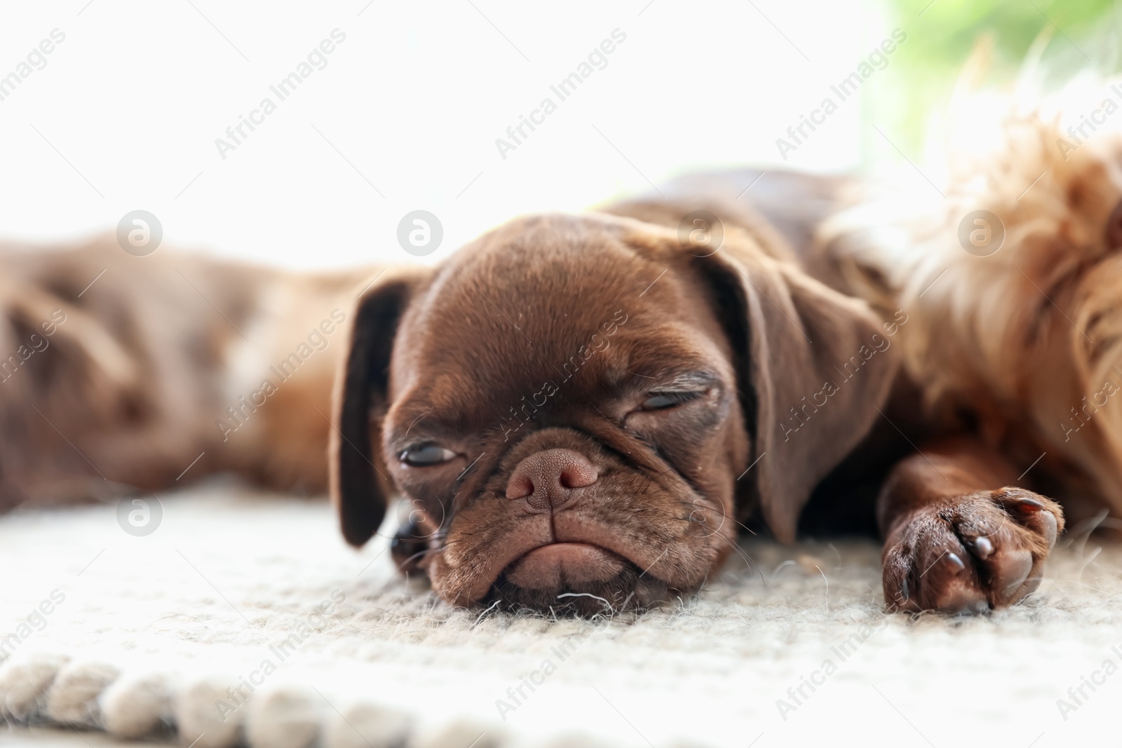 Cute Griffon puppies on rug indoors, space for text Photo of Cute Griffon puppies on rug indoors, space for text