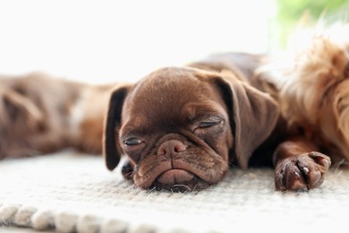 Photo of Cute Griffon puppies on rug indoors, space for text
