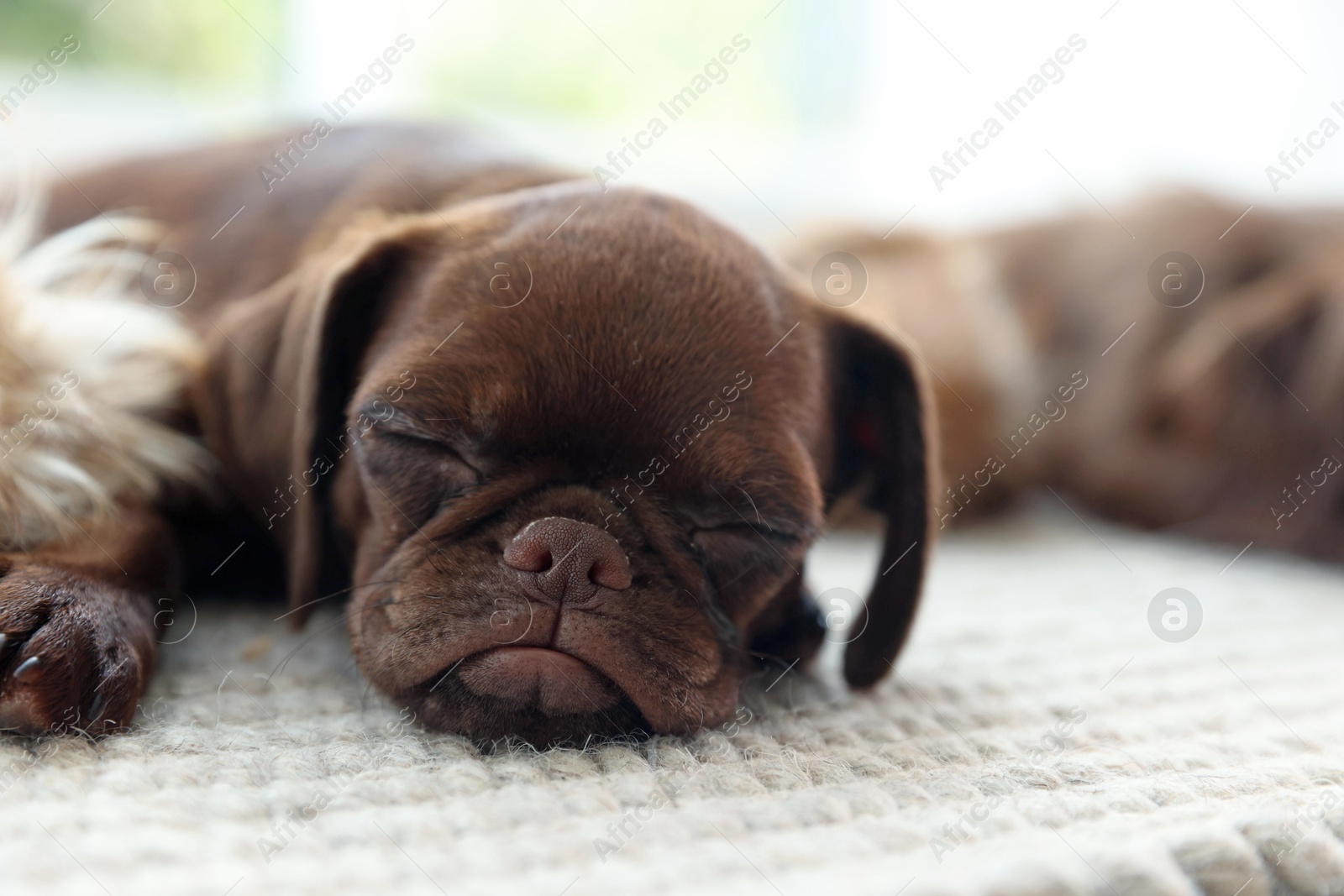 Cute Griffon puppies on rug indoors, space for text Photo of Cute Griffon puppies on rug indoors, space for text
