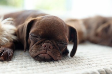 Photo of Cute Griffon puppies on rug indoors, space for text