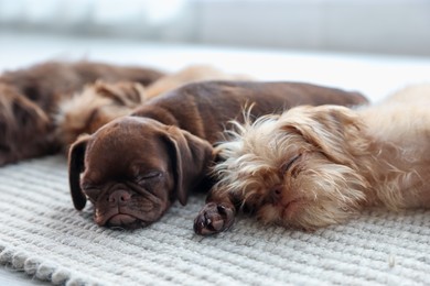 Photo of Cute Griffon puppies on rug at home