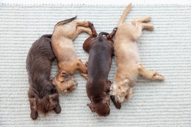 Photo of Cute Griffon puppies on rug, top view
