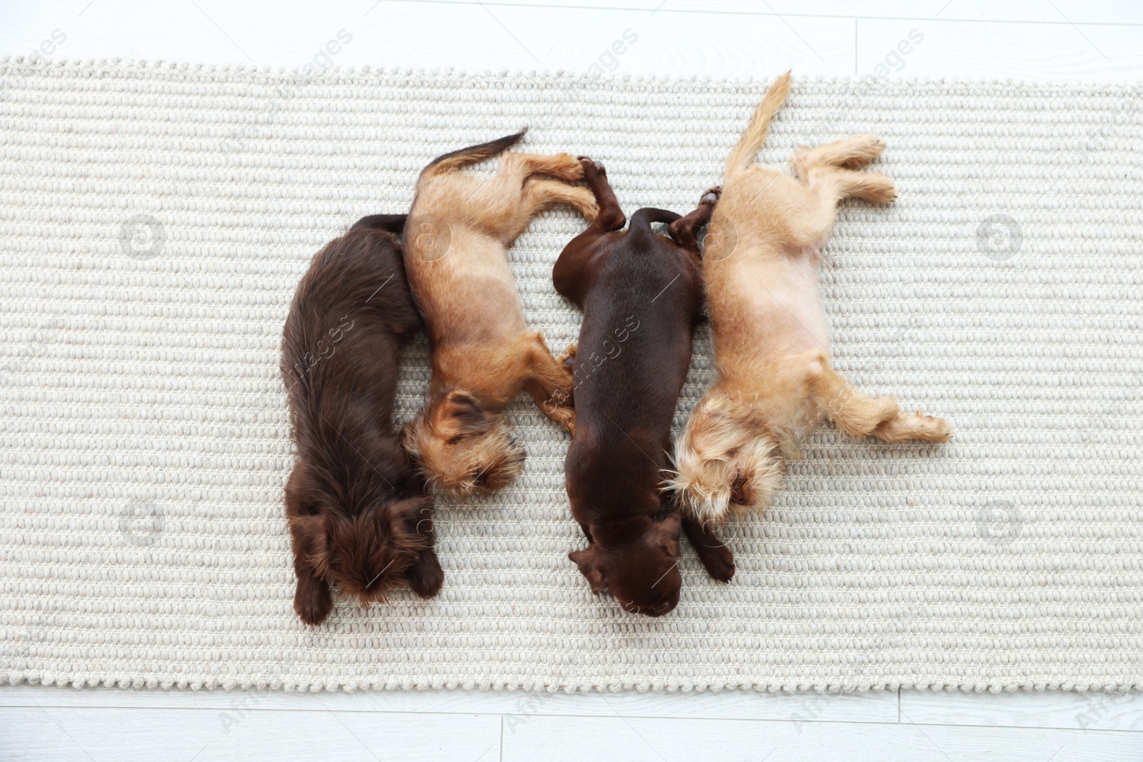 Cute Griffon puppies on rug, top view Photo of Cute Griffon puppies on rug, top view