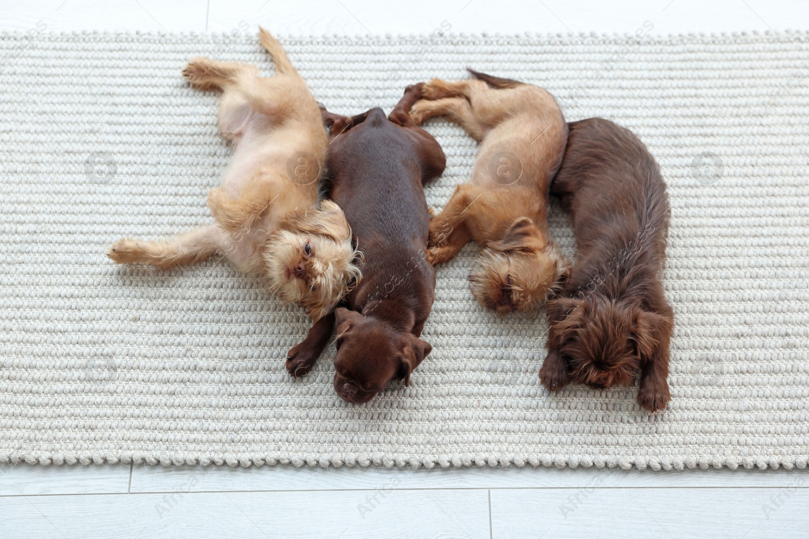 Cute Griffon puppies on rug, above view Photo of Cute Griffon puppies on rug, above view