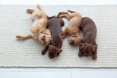 Photo of Cute Griffon puppies on rug, above view