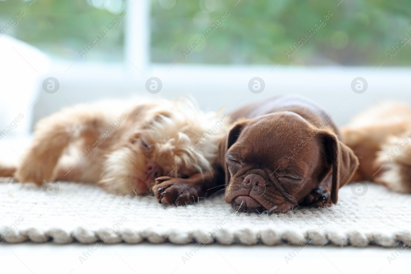 Cute Griffon puppies on floor near window indoors Photo of Cute Griffon puppies on floor near window indoors