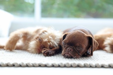 Photo of Cute Griffon puppies on floor near window indoors
