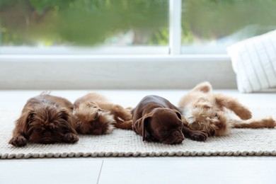 Photo of Cute Griffon puppies on floor near window indoors