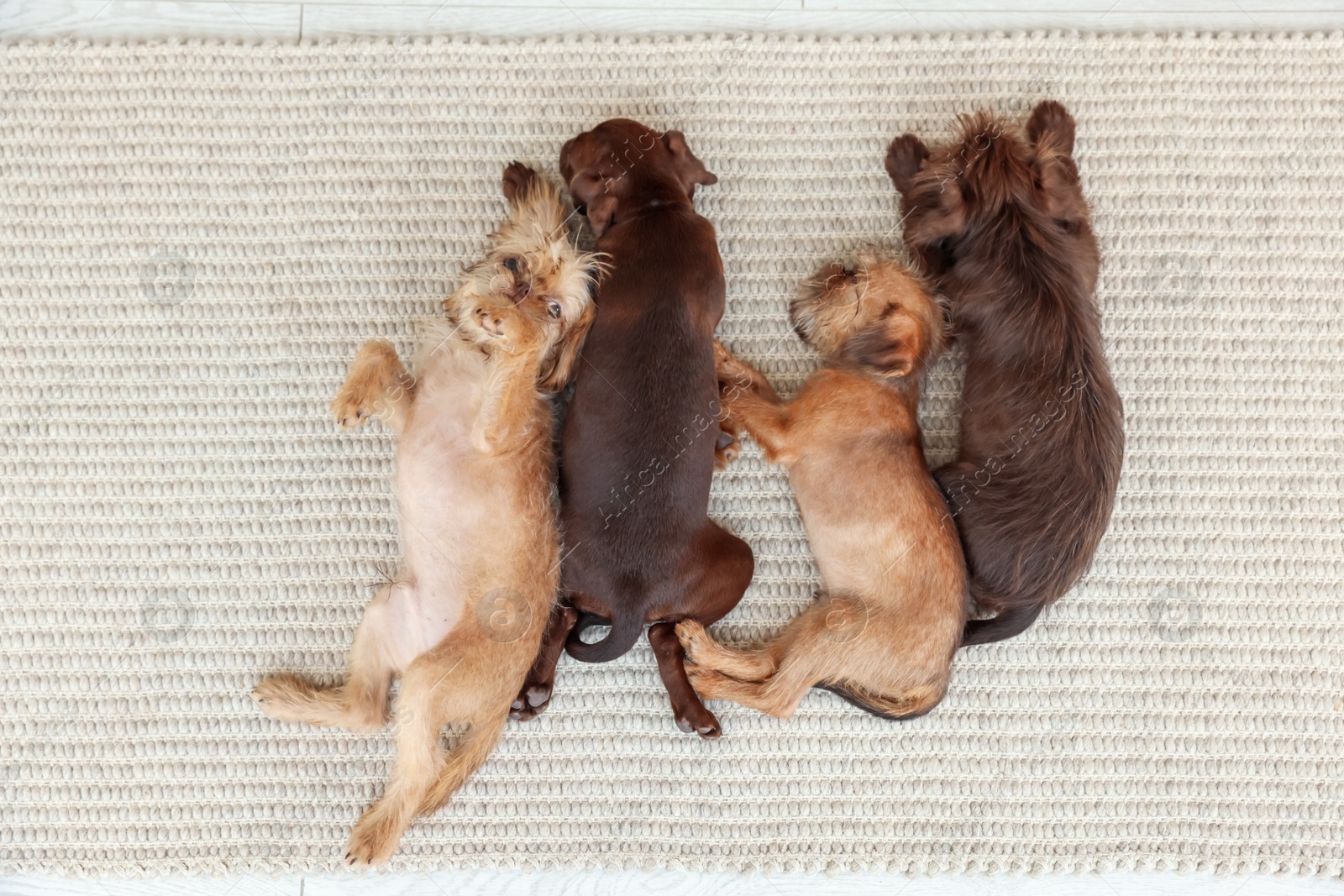 Cute Griffon puppies on rug, top view Photo of Cute Griffon puppies on rug, top view
