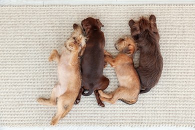 Photo of Cute Griffon puppies on rug, top view