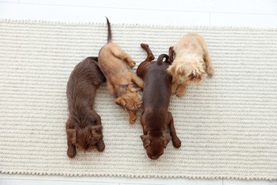 Photo of Cute Griffon puppies on rug, top view