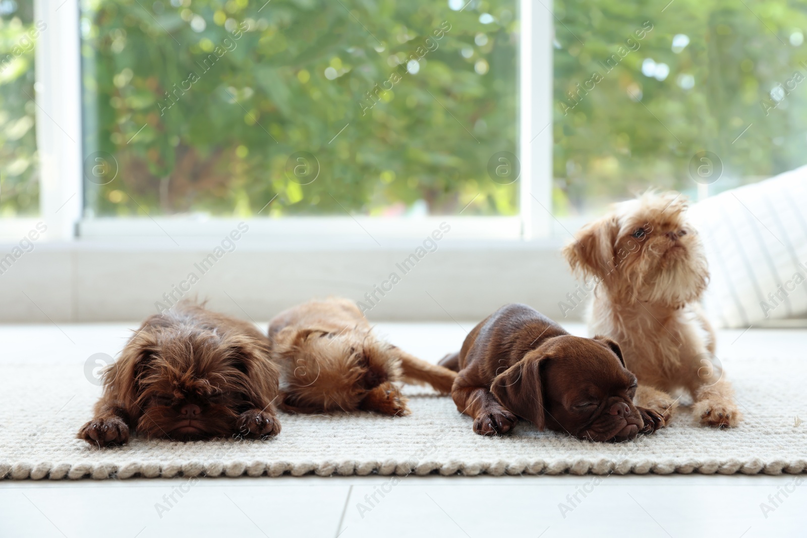 Cute Griffon puppies on floor near window indoors Photo of Cute Griffon puppies on floor near window indoors