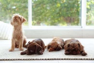 Photo of Cute Griffon puppies on floor near window indoors