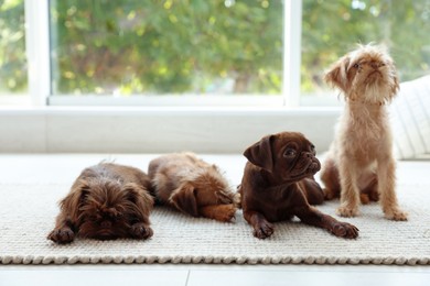 Photo of Cute Griffon puppies on floor near window indoors