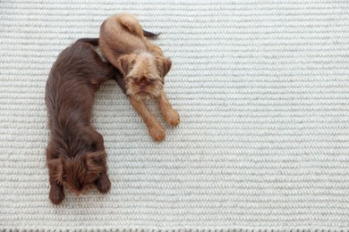 Photo of Cute Brussels Griffon puppies on rug, top view. Space for text