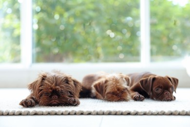 Photo of Cute Griffon puppies on floor near window indoors