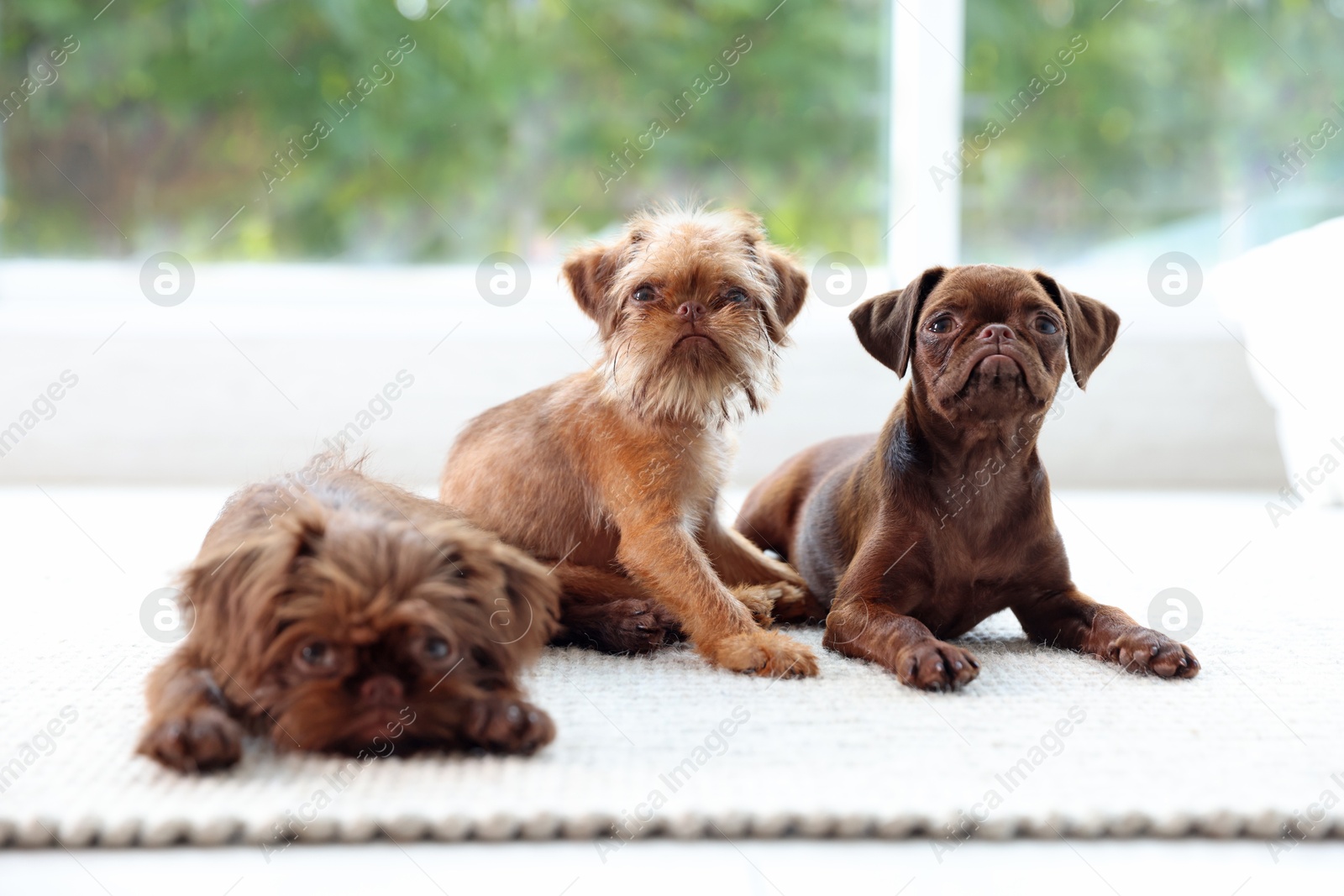 Cute Griffon puppies on floor near window indoors Photo of Cute Griffon puppies on floor near window indoors