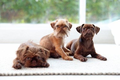 Photo of Cute Griffon puppies on floor near window indoors