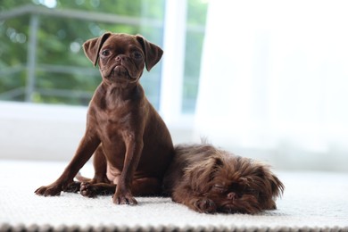 Photo of Cute Griffon puppies on floor at home