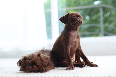 Photo of Cute Griffon puppies on floor at home