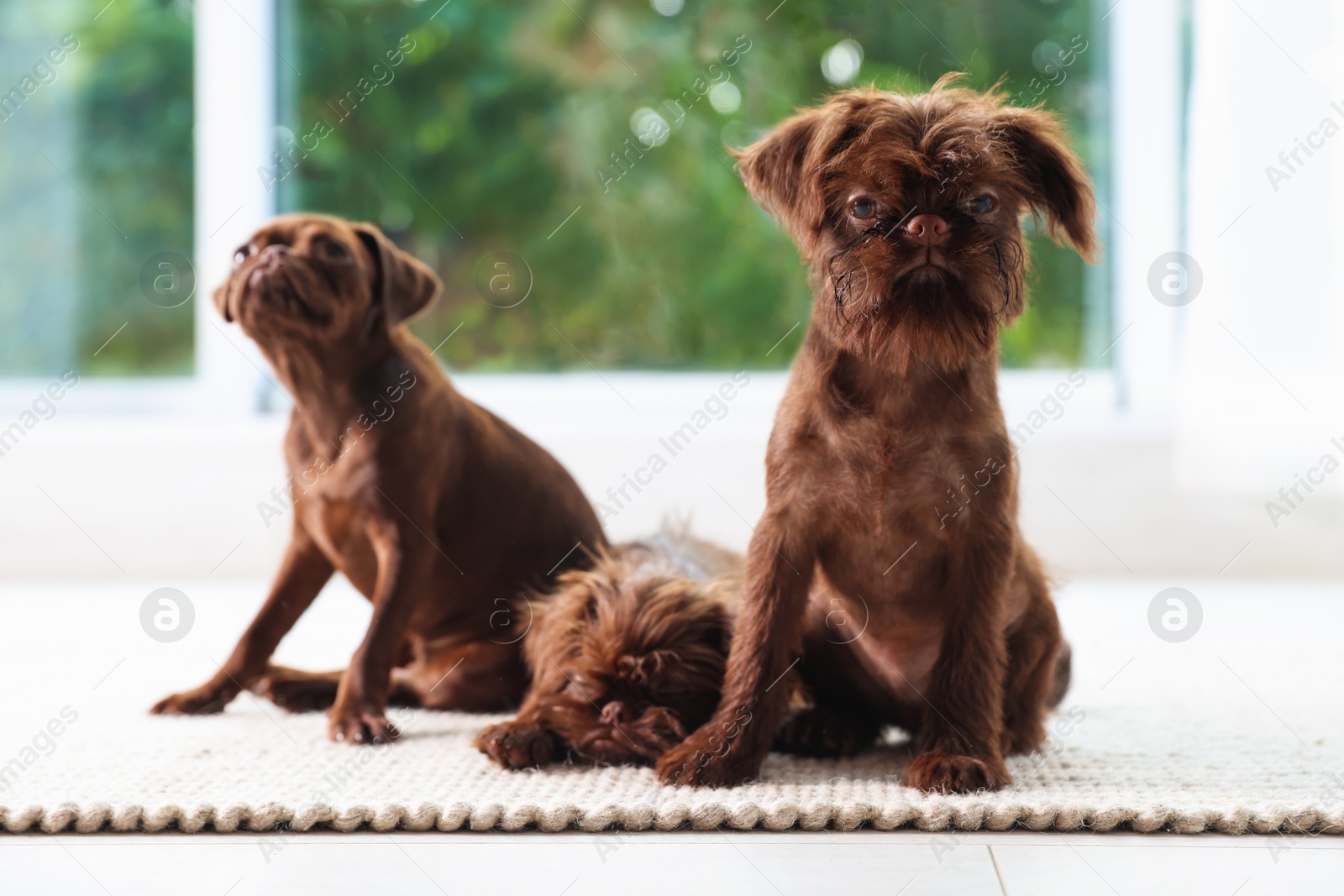 Cute Griffon puppies on floor near window indoors Photo of Cute Griffon puppies on floor near window indoors