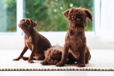 Photo of Cute Griffon puppies on floor near window indoors