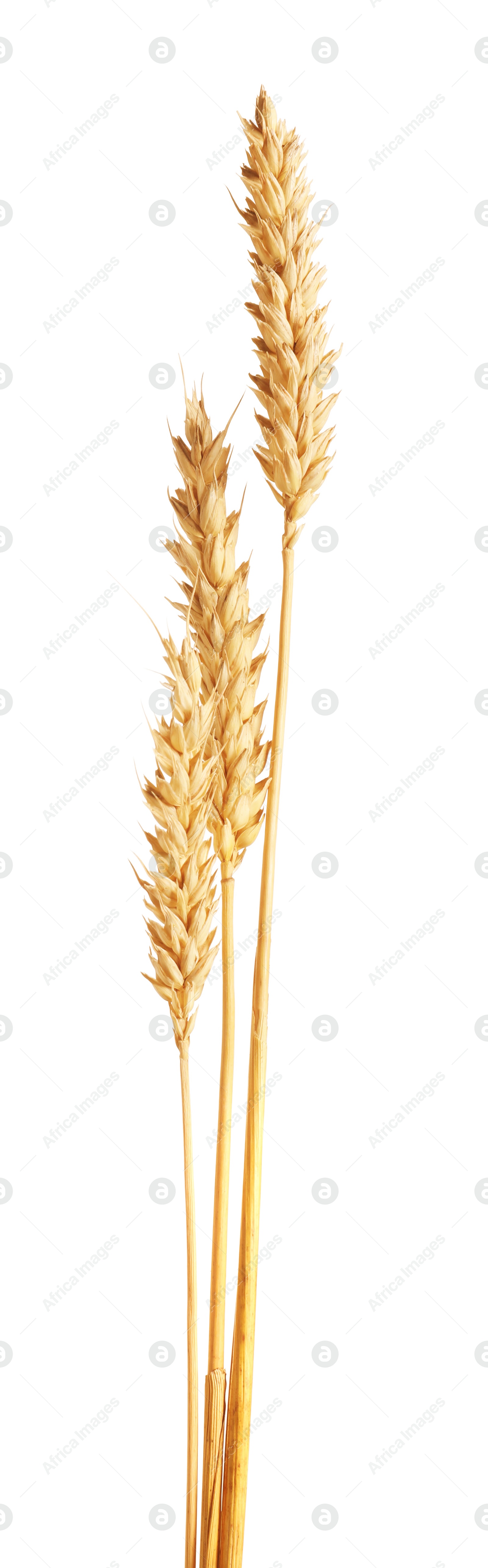 Three golden wheat ears isolated on white Photo of Three golden wheat ears isolated on white