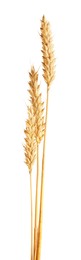 Photo of Three golden wheat ears isolated on white