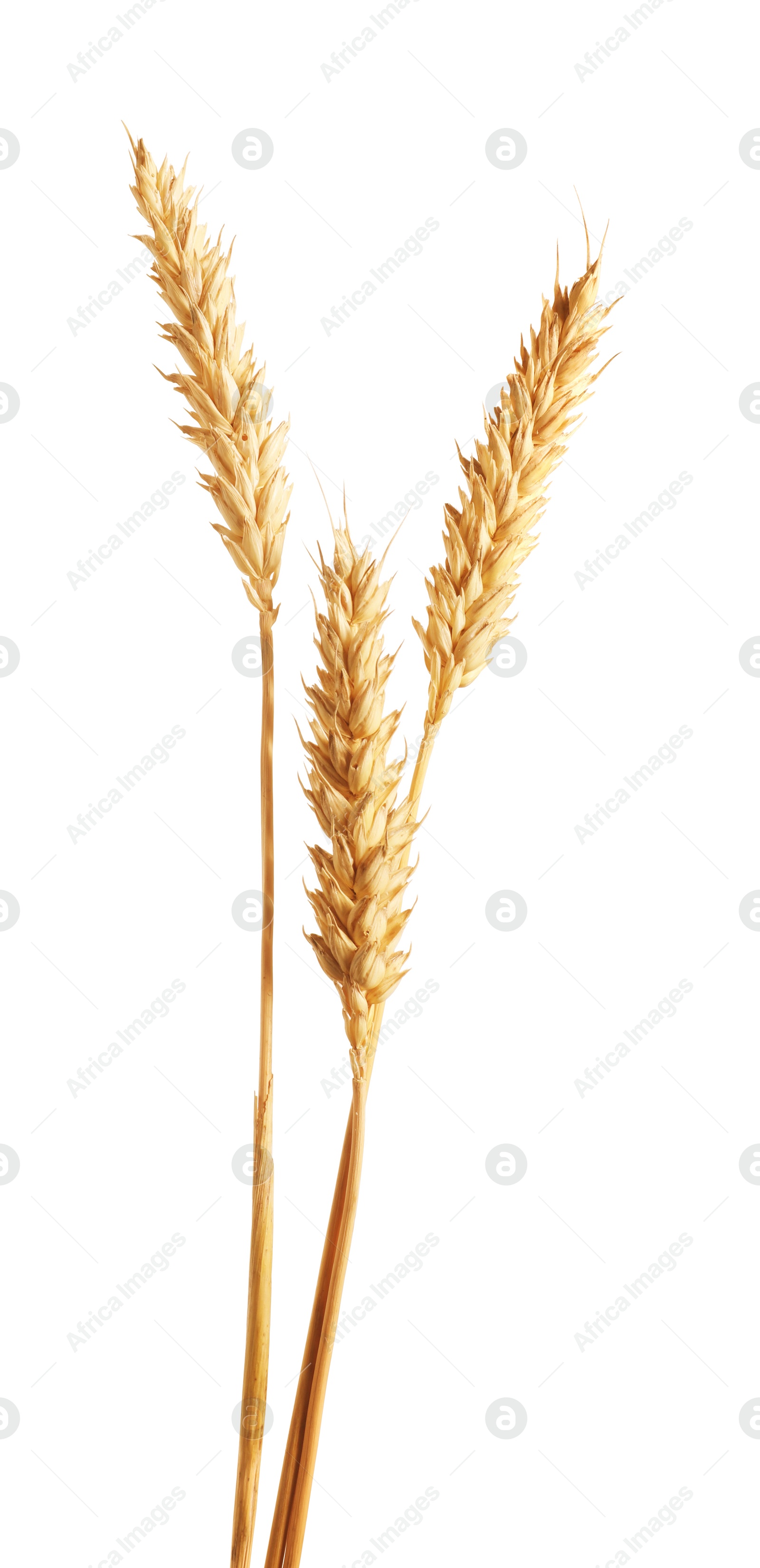 Three golden wheat ears isolated on white Photo of Three golden wheat ears isolated on white